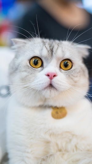 Пушистый белый кот с желтыми глазами и брелком на шее 