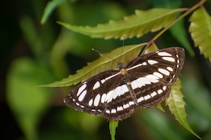 Красивая обыкновенная бабочка-матрос на листьях в лесном массиве в Мумбаи, Индия