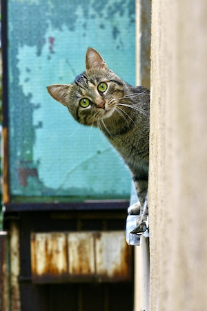 Кошка удивленно выглядывает из окна, смотрит в кадр 