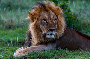 Самец льва рядом со своим убитым буйволом в Лайкипии, Кения. 