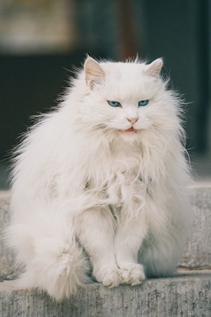 портрет белой пушистой кошки, крупный план 