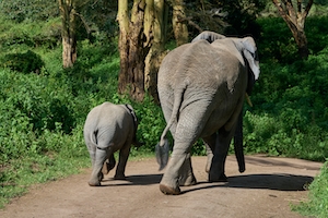 Слоненок с матерью идут по тропе 