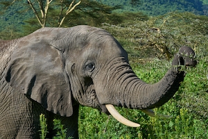 Слон, крупный план 