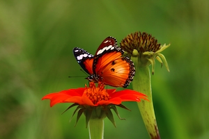 оранжевая бабочка сидит на оранжевом цветке 