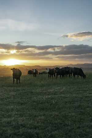 коровы на поле во время заката 