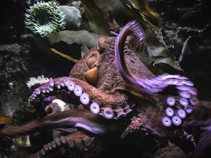 Осьминог в движении в Далласском всемирном аквариуме в центре Далласа, осьминог, крупный план 