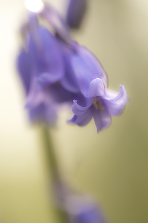 Макро-фотография цветка фиолетового британского колокольчика 