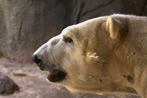 профиль белого медведя в пещере, крупный план 