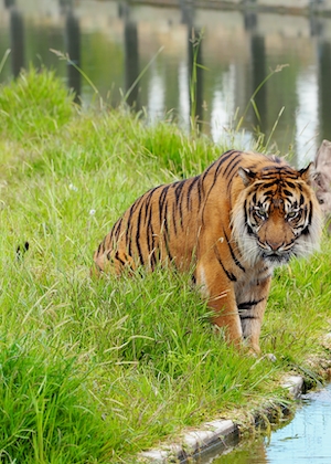 тигр сидит на траве у водопоя