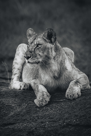 лев, крупный план, черно-белое фото