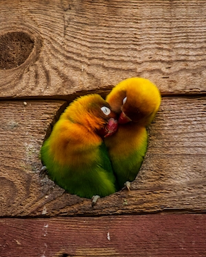 два попугая лежат в обнимку 