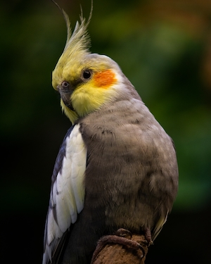 коричневая птичка с желтой головкой и красным пятнышком, крупный план 