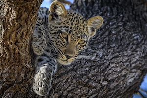 леопард сидит на дереве 