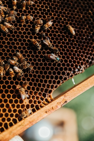 Пчелиная матка помечена синим, соты с пчелами крупный план 