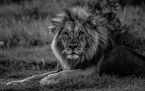 Самец льва рядом со своим убитым буйволом в Лайкипии, Кения. 