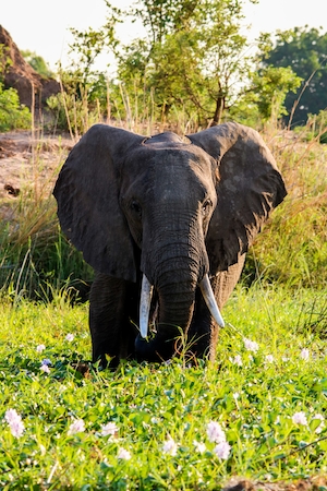 фото слона с бивнями на зеленом поле 