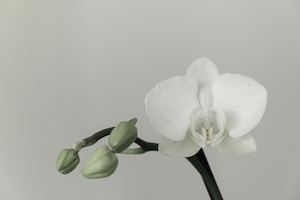Цветок белой орхидеи