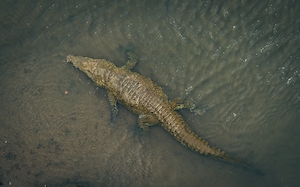 крокодил в воде, фото сверху 