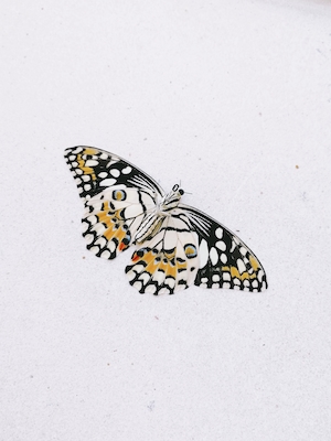 пятнистая бабочка на белом фоне 