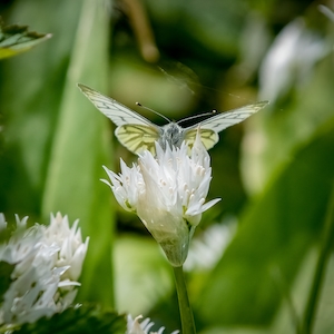 белая бабочка на белом цветке 