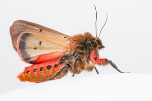 Рубиновый тигр (Phragmatobia fuliginosa), красная бабочка на белой поверхности, макросъемка 