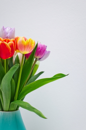 Радужные тюльпаны. Букет разноцветных тюльпанов в бирюзовой вазе на нейтральном белом фоне. Яркие и радостные вестники весны.