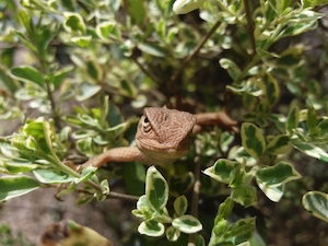 коричневая рептилия смотрит в кадр, крупный план 