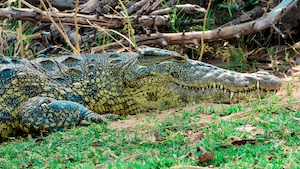 крокодил лежит на траве, крупный план