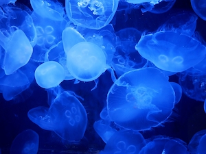 Лунная медуза, цветные медузы с щупальцами в океане, крупный план 
