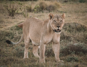 Львица в охотничьем заповеднике 