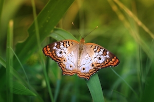 Самец белой павлиньей бабочки, крупный план