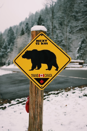 знак, предупреждающий о медведях в Канаде 