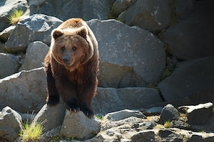 бурый медведь стоит на камне 