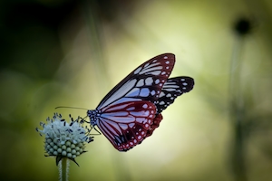 Бабочка на цветке, крупный план 