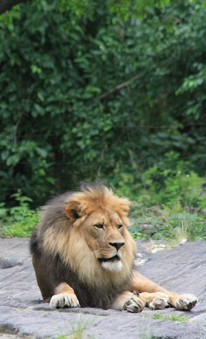 Расслабленный лев. Лев - вид из семейства кошачьих и представитель рода Panthera. У него мускулистое тело с глубокой грудью, короткая округлая голова, круглые уши и волосатый пучок на конце хвоста. 