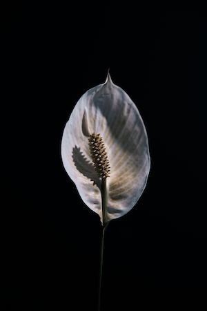 Нежный белый цветок на черном фоне 