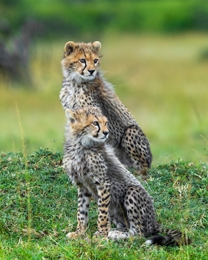 Два детеныша гепарда