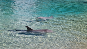 Пара дельфинов, плавающих на мелководье