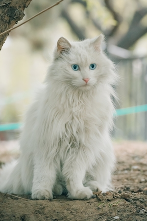 белый голубоглазый кот