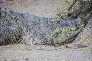 крокодил на песке