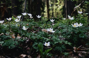Весенние белые цветы, покрывающие лесную подстилку
