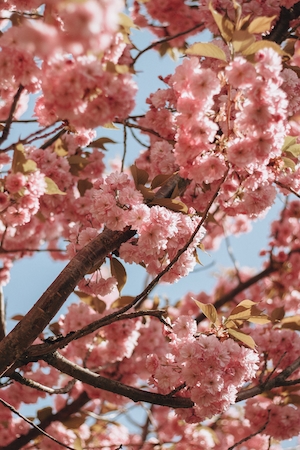 Цветы сакуры. Цветущие ветки дерева сакура, крупный план 