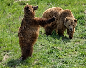 два бурых медведя на поляне 