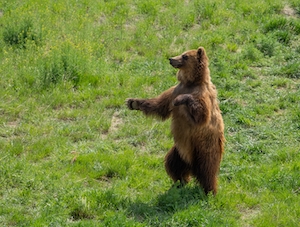 бурый медведь стоит на задних лапах на траве 