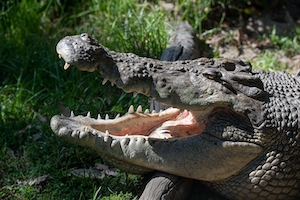 Большой самец крокодила раскрыл пасть, крупный план 