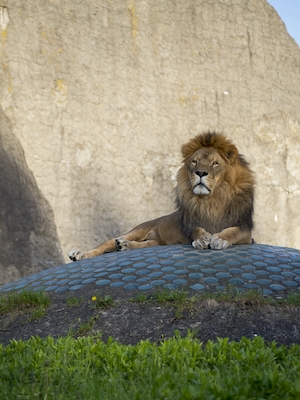 Самец льва в зоопарке 
