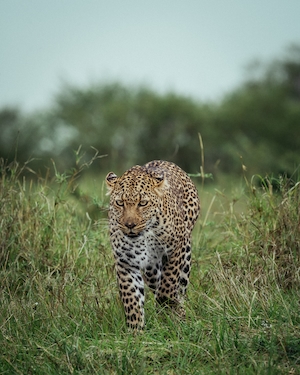 леопард гуляет по траве 