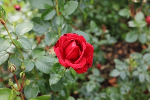 Красная роза, красная кустовая роза, крупный план 