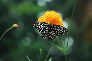 пестрая черная бабочка сидит на оранжевом цветке 