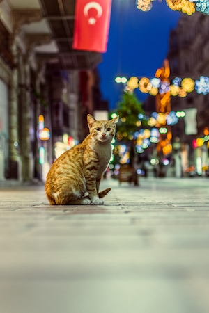 стамбульский кот на улице города 